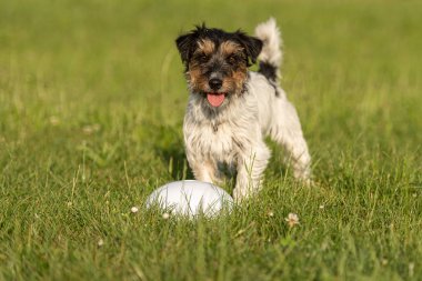 Küçük sevimli üç renkli Jack Russell Terrier bir mermi duruyor