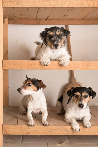 Lindo tres pequeños perros pura raza loca Jack Russell Terrier mentimos — Foto de Stock