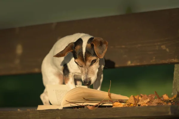 Cute Russell Terrier dog reading a book on a bench. Dog is 13 ye