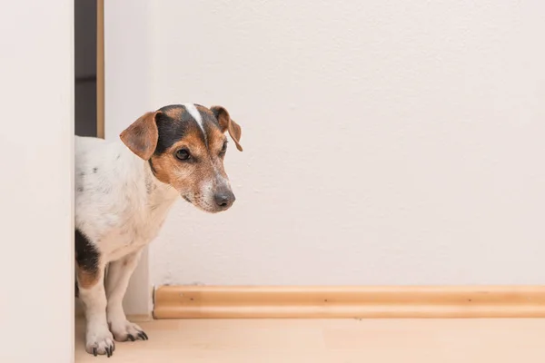 Cute little Jack Russell Terrier looks curiously through the ope — Stock Photo, Image