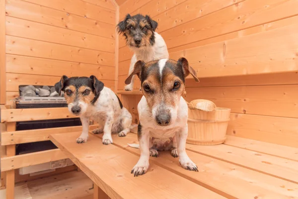 Grupa uroczych małych psów Jack Russell Terrier w drewnianym sp — Zdjęcie stockowe