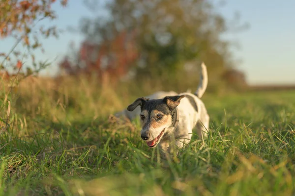 Lindo perro pequeño Jack Russell Terrier marcha hacia fuera en el paseo de otoño —  Fotos de Stock