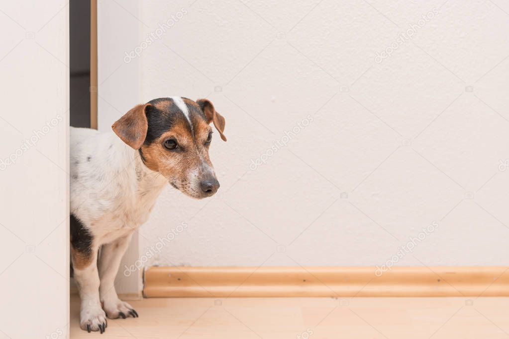 Cute little Jack Russell Terrier looks curiously through the ope