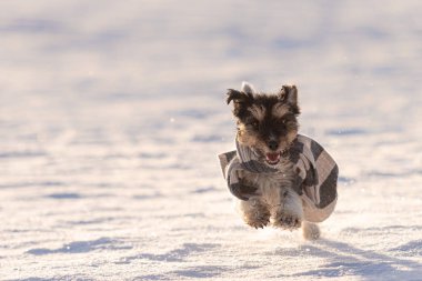 Etrafta atkısı olan küçük yakışıklı Jack Russell Terrier köpeği.