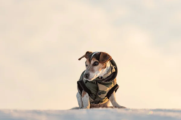 Little cute handsome Jack Russell Terrier dog, 12 years old,  wi — Stock Photo, Image