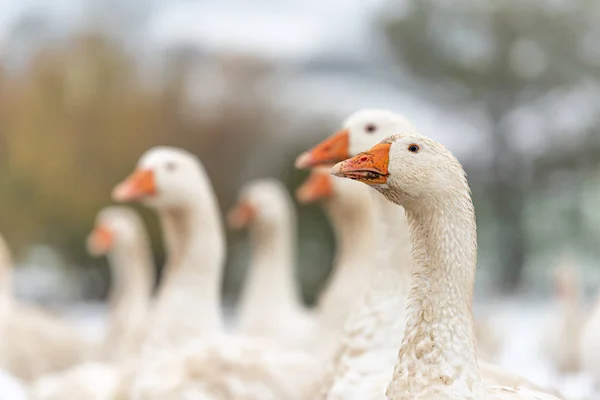 Many white geese on a snovy meadow in winter. Portrait. — Stock Photo, Image