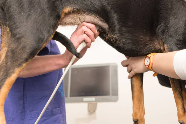 Perro en el veterinario de la clínica. Veterinaria examina el abdomen — Foto de Stock