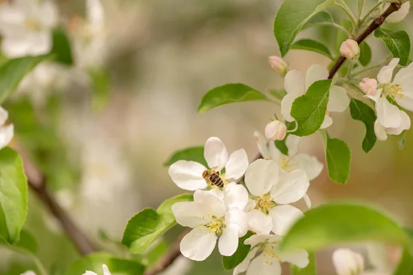 Miód pszczeli jest zbieranie pyłku na piękne kwitnących t apple — Zdjęcie stockowe