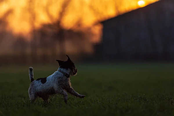 Силуэт для собак. Симпатичный Джек Рассел Терьер перед красивой — стоковое фото