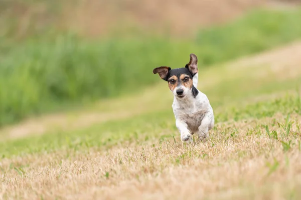 Small cute dog runns over a green meadow. Jack Russell Terrier H — 스톡 사진