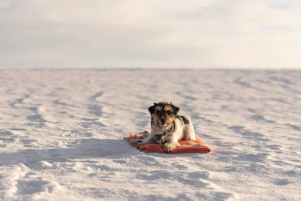 Piccolo carino bello Jack Russell Terrier cane con una sciarpa intorno — Foto Stock