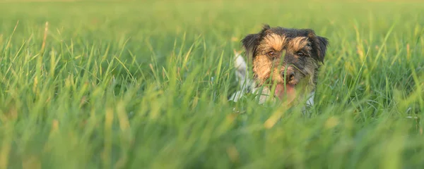Pequeno bonito Jack Russell terrier escondido na grama alta. Atrevido. — Fotografia de Stock