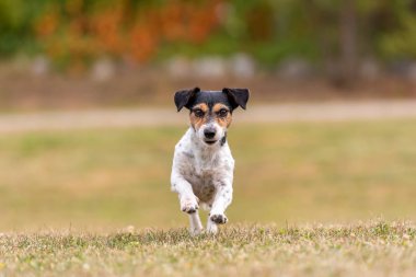 Küçük şirin köpek yeşil bir çayırda koşuyor. Jack Russell Teriyer H