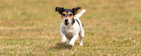 Small cute dog runns over a green meadow. Jack Russell Terrier H — 스톡 사진