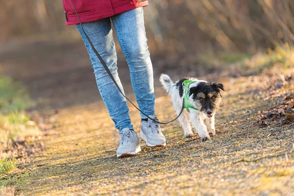 Mujer está caminando con un pequeño lindo obediente Jack Russell Terrier —  Fotos de Stock