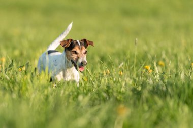 Çayır çiçek açan bir yeşil çalıştırmak komik Jack Russell Terrier köpek