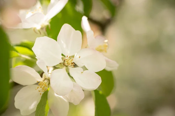 Apple blossom drzewo na wiosnę przed niewyraźne tło — Zdjęcie stockowe