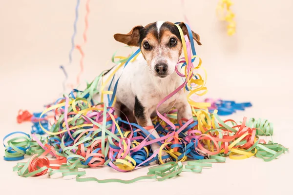  Parti köpek. Jack Russell karnaval için hazır
