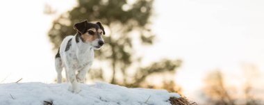 Beyaz kış manzara Jack Russell Terrier. Köpek 8 yıl ol