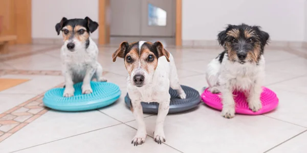 Denge yastığında bir grup küçük köpek - Üç Şirin Jack Russell T