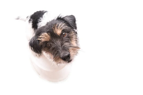Jack Russell Terrier 3 roky, drsný účes. Roztomilý malý l — Stock fotografie