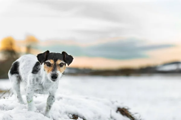 Джек Рассел Терьер в белом зимнем пейзаже. Doggy 8 лет — стоковое фото