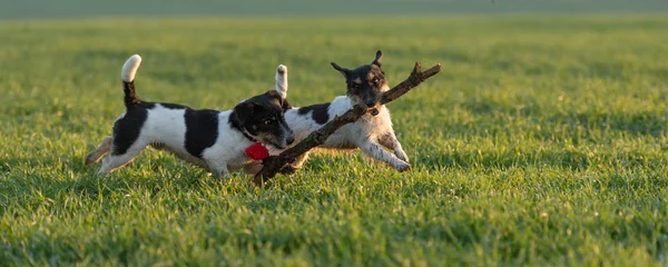 Dwa małe psy Jack Russell Terrier biegają razem po zieleni — Zdjęcie stockowe