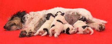 Safkan minik Jack Russell Terrier köpekleri 3 günlük. Yeni doğan