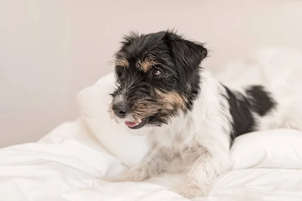 Roliga lilla Jack Russell Terrier valp hund ljuger och sömnig — Stockfoto