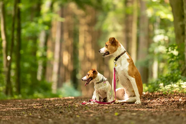 Dois cães encantadores bonitos estão andando juntos sem humanos. Sm — Fotografia de Stock