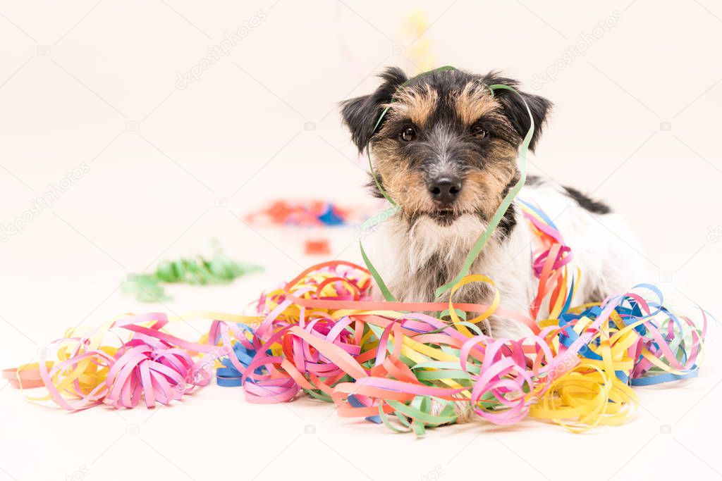  Party Dog. Jack Russell ready for carnival