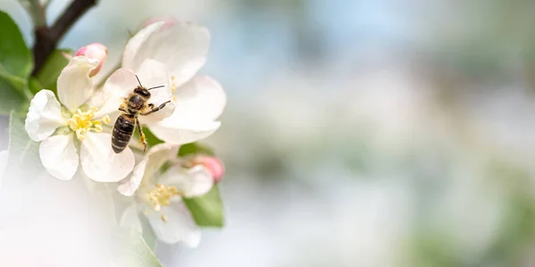 Miód pszczeli jest zbieranie pyłku na piękne kwitnących t apple — Zdjęcie stockowe