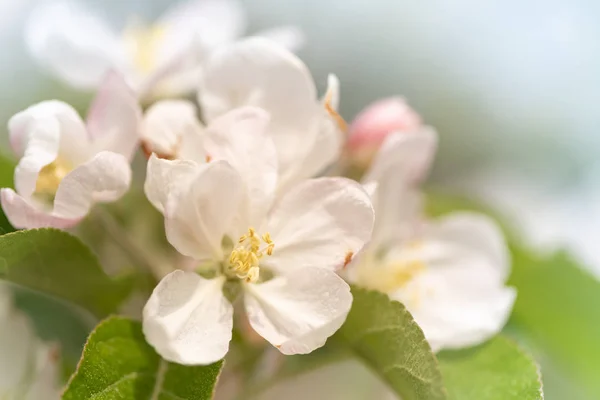 Apple boom bloesem in het voorjaar voor onscherpe achtergrond — Stockfoto