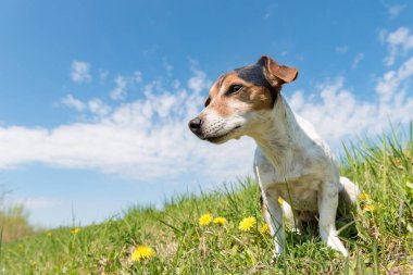 Jack Russell Terrier köpek 10 yaşında oturma yeşil bir bahar 