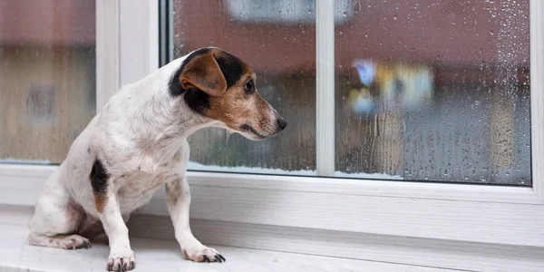 Küçük Jack Russell Terrier köpeği Ba 'da bir pencere eşiğinde tek başına oturuyor.