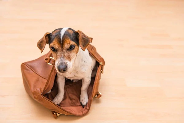 Μικρό χαριτωμένο σκυλί Jack Russell Terrier κάθεται σε μια καφέ τσάντα και — Φωτογραφία Αρχείου