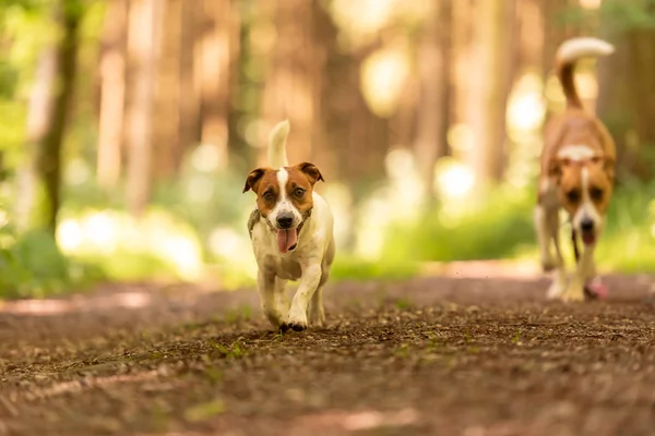 Dos lindos perros encantadores caminan juntos sin humanos. Sm. —  Fotos de Stock