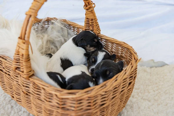Cute Jack Russell Terrier szczeniąt psów 12 dni. Miot yo — Zdjęcie stockowe