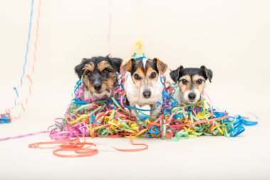 Üç sevimli yaramaz parti köpek. Jack Russell köpekler carniv için hazır