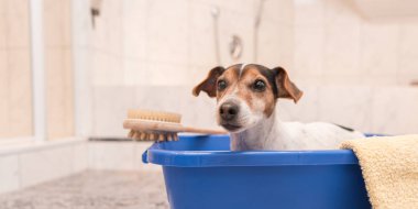 Mavi küvetteki küçük sevimli köpek, Jack Russell Terrier. 