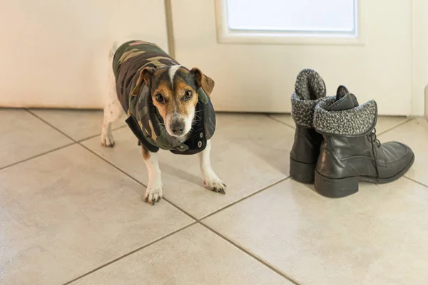 Piccolo carino Jack Russell terrier cane indossa un cappotto invernale. W — Foto Stock