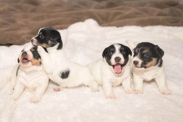 Pups 3,5 weeks old. Group of purebred very small Jack Russell Te — Stock Photo, Image