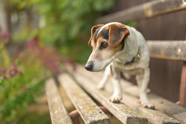 Cute small 13 years old Jack Russell Terries  dog is standing on — Stock Photo, Image