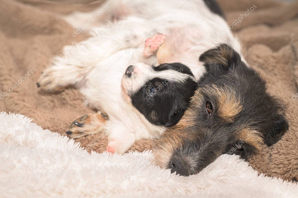 very small Jack Russell Terrier puppy dog with his mother. Pup a