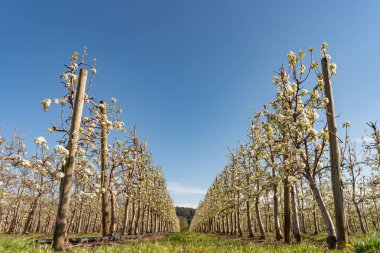 İlkbaharda çiçek açan elma bahçesi. Almanya, Avrupa. Güzellik worl