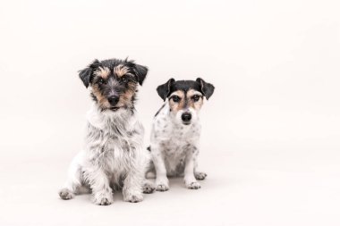 İki üç renkli köpek beyaz arka plan önünde oturuyor. Smal