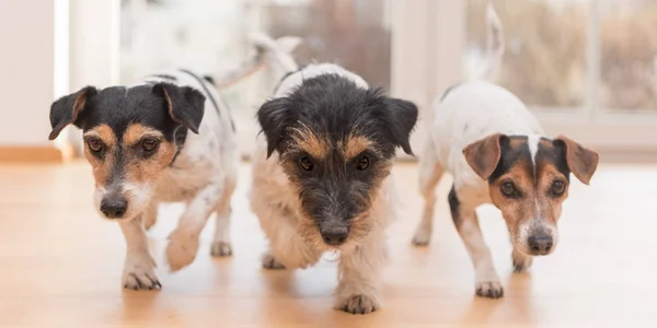 Three cute little Jack Russell Terrier dogs running through the — Stock Photo, Image