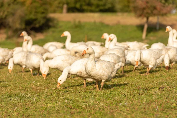 Many white fattening geese on a meadow — Stock Photo, Image