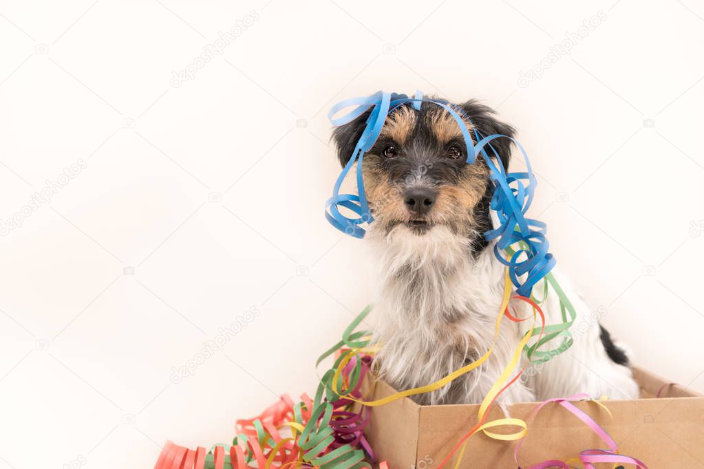  Party Dog. Jack Russell ready for carnival