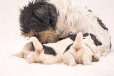 Yavrular 3 haftalık. Safkan çok küçük Jack Russell Terrier bebeği 